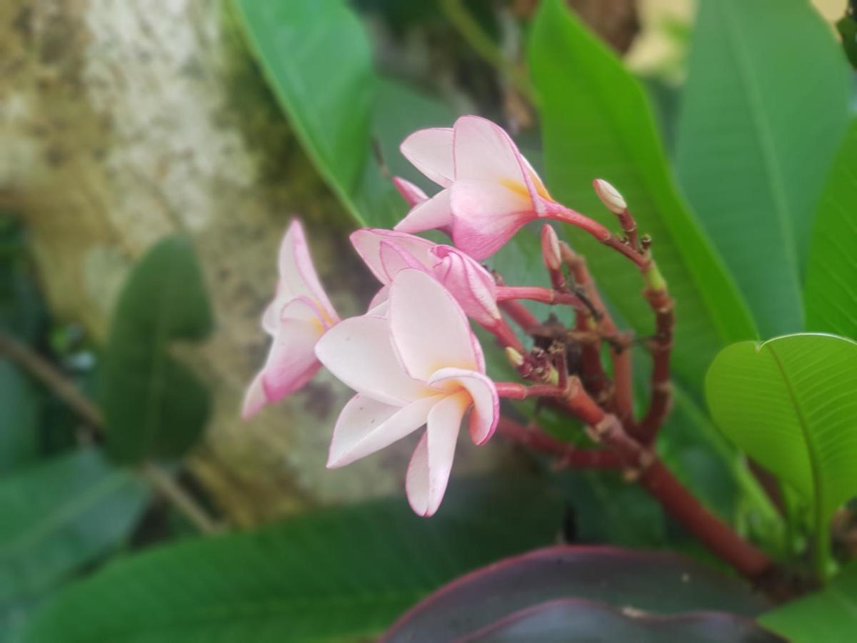 Vang Vieng Ruby'S Homestay 外观 照片